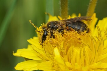 Closeup of a mining bee pollinating a dandelion flower in a garden