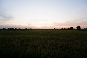 sunset over the field