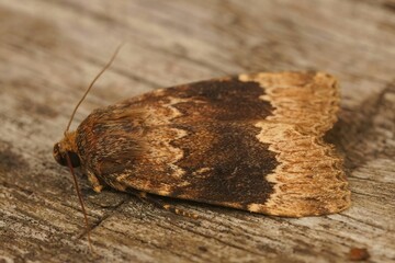 Closeup of a Amphipyra perflua moth on a wood
