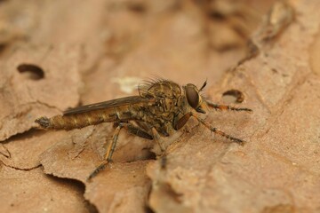Closeup of a Machimus cingulatus fly