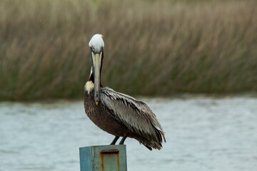 Closeup shot of a brown pelican perched n an iron pole