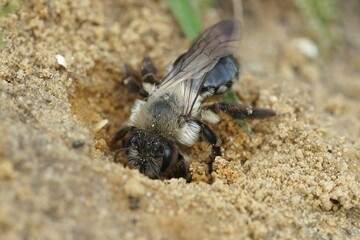 Closeup of a gray-backed mining bee (andrena vega) digging into her underground nest