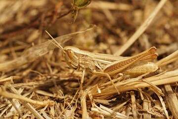 Closeup of an euchorthippus elegantulus grasshopper isolated on the dry grass