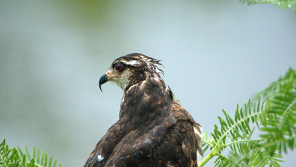 Close up of a snail kite (Rostrhamus sociabilis) in the La Segua wetlands near Chone, Ecuador