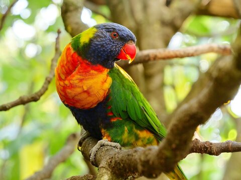 oiseau loriquet de swainson