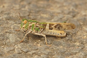 Closeup of an adult grasshopper (oedaleus decorus) isolated on the stone