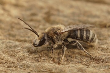 Closeup of a furrow bee (lasioglossum) isolated on the brown soil