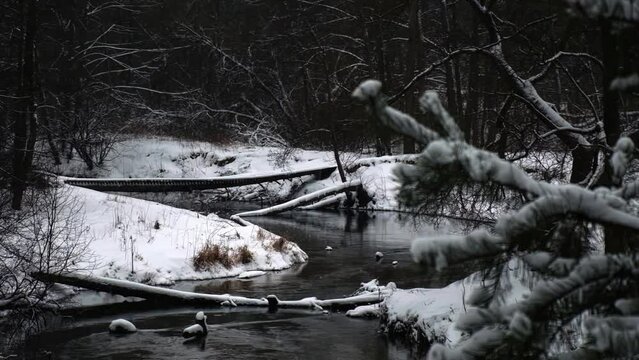 winter landscapes, winter atmosphere, new year mood, christmas trees in the snow, beautiful winter, fabulous winter weather