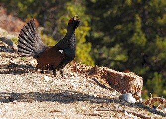 Side shot of a sunlit capercaillie with an open tail on the dusty road, trees blurred background
