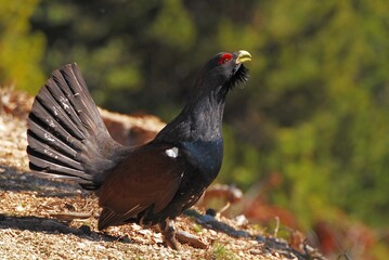 Side closeup of a sunlit capercaillie with an open tail on the dusty road, trees blurred background