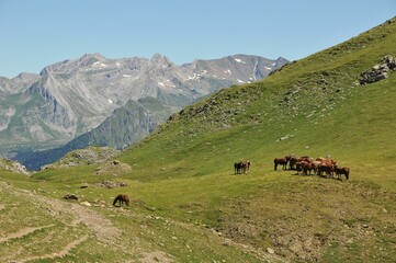 Low-angle of a harras of horses grazing on the mountains covered with grass, clear sky background