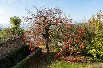 plaqueminier du Japon en automne