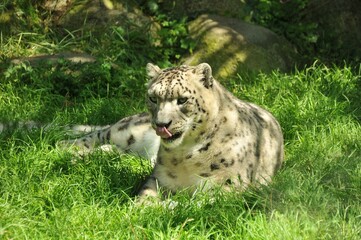 Closeup of a snow leopard sitting on the grass and following his victim, with tongue out