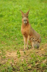 Vertical closeup of Patagonian mara with her baies sitting together near the tree on the grass