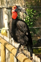 Vertical closeup of Southern ground hornbill perching on the wooden fence