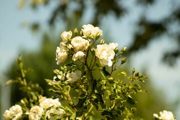 Closeup of sunlit white garden roses, trees and sky blurred background