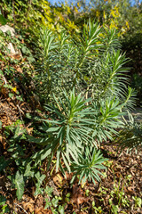 Euphorbe characias