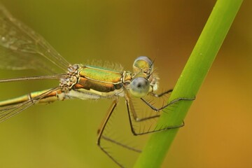 Closeup of a lestes virens damselfly isolated on the green grass