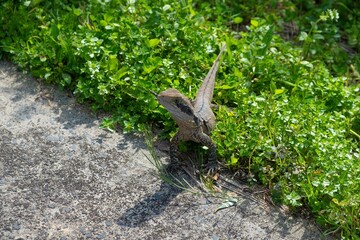 Australian water dragon (Intellagama lesueurii)