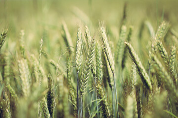 Ears of triticale on field