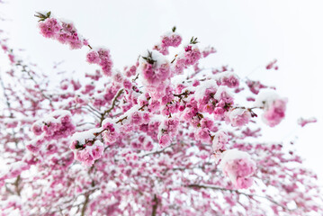 Eis und Schnee bedecken Kirschblüten der Japanischen Zierkirsche nach einer Kaltfront im Frühling, Bayern, Deutschland