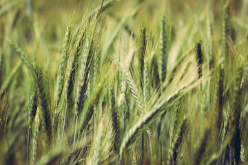 Ears of triticale on field