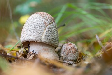 Thick blusher mushroom (Amanita rubescens) in autumn
