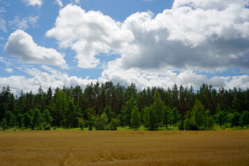 Beautiful view of the forest across the field. Blue sky and white clouds. Mid summer.