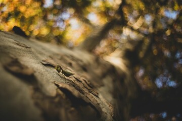 Small mantis (Mantodea) climbing up a tree trunk on the blurred background