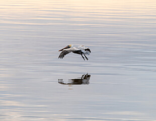 Pelican in flight