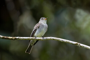 Cute Eastern wood Pewee (Contopus virens) perched on a tree stump