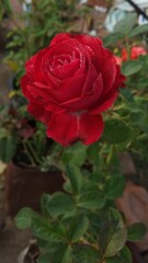 Vertical shot of a blooming red rose