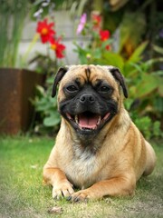 Vertical image of  jack Russelxpug dog with an open mouth, lying on the grass