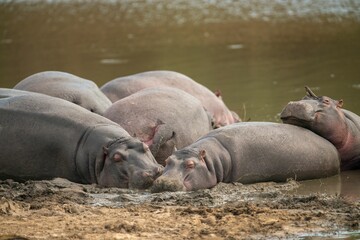 Closeup shot of a group of big hippos in the lake in a Kruger National Park