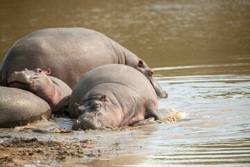 Closeup shot of a group of big hippos in the lake in a Kruger National Park