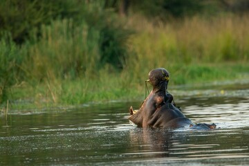 Closeup shot of a big hippo with a largely opened mouth in the lake in a Kruger National Park