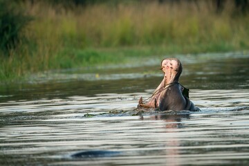 Closeup shot of a big hippo with a largely opened mouth in the lake in a Kruger National Park