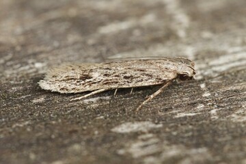 Closeup of a gelechia senticetella moth isolated on a wooden surface