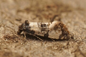 Closeup of a cochylis atricapitana tortricid moth isolated on a wooden surface