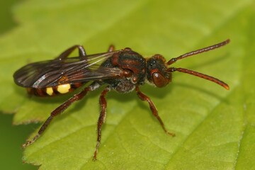 Close up of a cuckoo bee (Nomada) on a green leaf