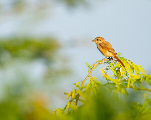 Isabelline Shrike perching on a tree