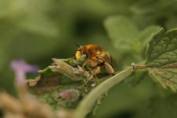Closeup of a male solitary bee (anthophora bimaculata) isolated on a plant