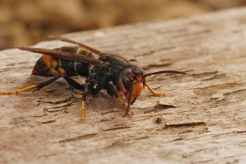 Closeup of the invaside and agressive Asian hornet insect