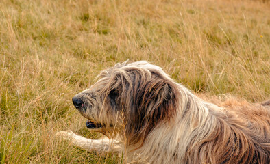 portrait of a Romanian shepherd dog in the grass
