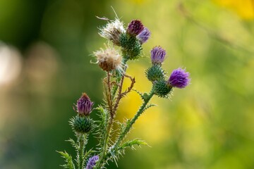 Selective focus shot of Carduus flowers with a green background