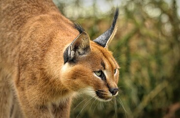 Closeup of Caracal animal in the jungle