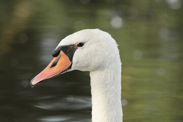Selective focus shot of a Swan with a lake in the background on a sunny day