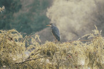 Selective focus shot of a Grey heron perched on a tree with a forest in the background