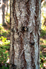 Koksilah River Park, British Columbia, Canada