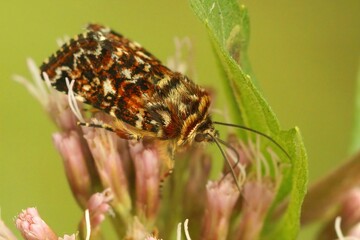 Macro shot of a beautiful yellow underwing on a plant